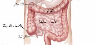 هل القولون هو الأمعاء الغليظة في الجسم معلومة ثقافية