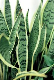 Yaprakları desenlidir ve yukarı doğru dimdik kılıç gibi uzamaktadır. Kilic Cicegi Bakimi Ve Ozellikleri Evde Bakimi Nasil Yapilir Evim
