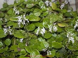 Image result for Plectranthus chimanimanensis