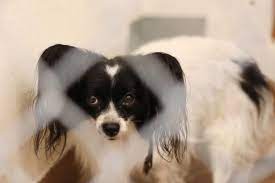 We house stray and unwanted animals of all kinds. Animals Taken From Casper Home Available For Adoption Starting Thursday Casper Trib Com