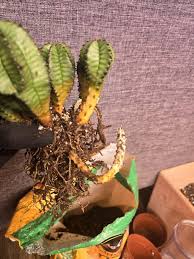 Image result for Euphorbia unicornis