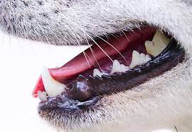 Getting professional teeth cleaning for your dog can have some negative aspects to it that many dog owners want to avoid like anesthesia and the hefty in this article, i will be teaching you how to clean your dog's teeth naturally so that your furry friend can have sparkling white teeth and fresh breath. 10 Ways To Clean Your Dog S Teeth Naturally Petspyjamas