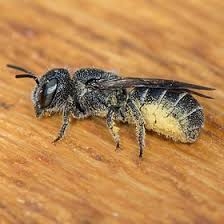 Image result for Hermbstaedtia