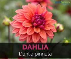Dahlia Facts And Medicinal Uses Dahlia Herbal Medicine Plants