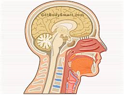 I just didn't get that from the. Useful Diagram Of Vocal Anatomy Thanks To Getbodysmart Com Teaching Music Singing Lessons Teaching Choir