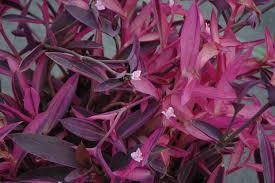 Image result for Tradescantia pallida