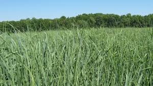 For the best results, keep it evenly moist and try to avoid soggy, heavy soil. Switchgrass Species Varieties Forages