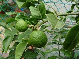 Rahman abdul rashid channel 14 july 2020. Inilah 5 Khasiat Buah Limau Purut Yang Ramai Orang Tak Tahu Kartel Dakwah