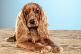 Sells indoor and outdoor home furniture, accessories, garden supplies, and pet products with an emphasis on country living. Premium Photo Dog Golden Retriever Dives Into The Forest Lake Shore With A Running A Moment Before Immersion In Water