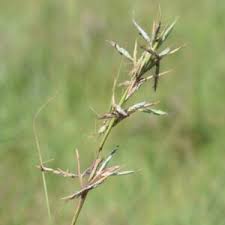 Image result for Andropogon festuciformis