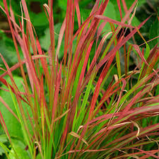 Image result for Imperata