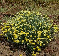 Image result for Helichrysum nitens