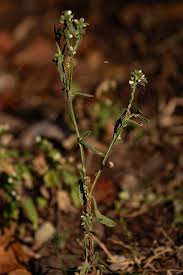 Image result for Neojeffreya