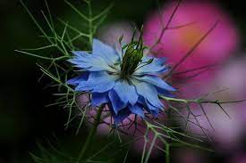 Blue Nigella Love In Mist Flower By Natureloving On Flickr Flowers Plant Fungus Mists