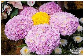 Grand Float Parade Flower Festival Annual Flowers Floral Art