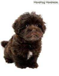 Ch salemi jupiter of zujero rom. Beautiful Dark Chocolate Havanese Puppy 3 Meet Cutie Pie Clementine 3 Www Havahughavanese Com Havanese Puppies Puppies Chocolate Havanese Puppy