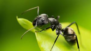 Pest control & lawn treatment in starke, fl for homes & businesses. Small Ant Photography Animal Photography Black Ants Ants Ant Pest Control