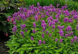 Check spelling or type a new query. Perennial Plants Gardens American Meadows