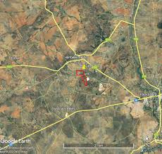 Image result for Pavetta mocambicensis