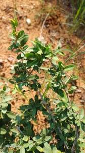 Image result for Securidaca longepedunculata