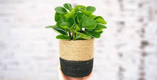 A regular potting mix with peat and perlite is right for your plant. Peperomia Magnoliifolia Plant Care Guide