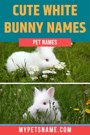 Black And White Bunny Names Boy Cute White Bunny Names In 2020 Bunny Names Cute Animal Names Cute Pet Names