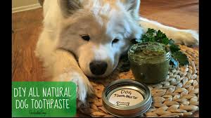A dog's teeth stay naturally cleaner than humans, making them less prone to cavity and dental issues. 3 Easy Ways To Naturally Clean Your Dog S Teeth At Home Inspire Dogs