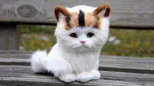 The Secret Life Of Cats National Geographic Documentary Gambar Kucing Lucu Anak Kucing Gemas Bayi Kucing
