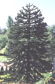 At our cheap essay writing service, you can be sure to get credible academic aid for a reasonable price, as the name of our website suggests. Monkey Puzzle Tree Araucaria Araucana In Victoria Bc Birds Of A Feather B B