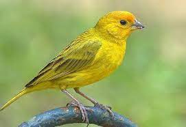 Resultado De Imagen Para Canario Ave Comida Bird Animals Parrot