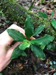 Image result for Coleotrype laurentii