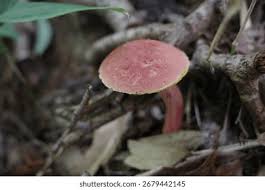Image result for Boletus speciosus