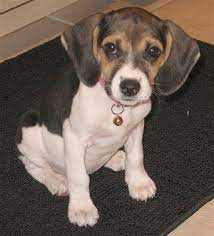 Similar to most designer dogs, the origins of this breed are unknown. Raggle Information Terrier Puppies Beagle Rat Terriers