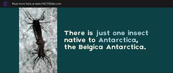 At 12mm (1/2 inch) long, it is the largest purely terrestrial animal on the continent. There Is Just One Insect Native To Antarctica The Belgica Antarctica Random Facts You Didn T Know Factslides