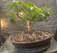 For anyone wanting Aerial Roots on their tropical. : r/Bonsai