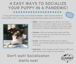 Check spelling or type a new query. Socializing Your Pandemic Puppy Summit Dog Training