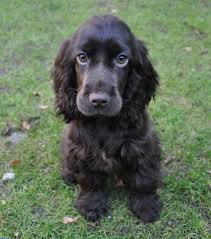 Black And Tan Show Cocker Spaniel Puppy English Cocker Spaniel Black Cocker Spaniel Spaniel Puppies Dogs
