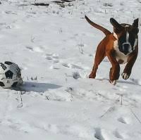 Now is just the best time to get your dog. Boxer Breeders In Colorado