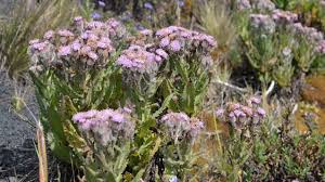 Image result for Senecio purpureus