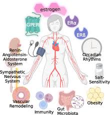 Image result for Estrogen