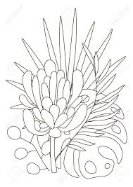 Massive hybridization has produced thousands of fabulous daylily varieties. Hand Drawing Coloring Pages For Children And Adults Linear Style Flower Coloring Book For Creative Creativity Antistress Coloring Book With Tropical Flowers Protea Orchid Monstera Palm Royalty Free Cliparts Vectors And Stock