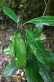 Image result for Pleioceras orientale