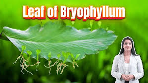 Image result for Bryophyllum