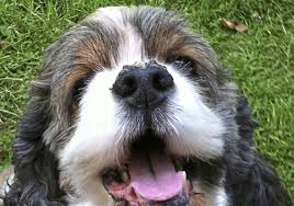 Apr 05, 2017 · loving pet parents and animal lovers fear and dread considering the time that their pet will die. Pet Tales Saying Goodbye To Our Special Dog Pittsburgh Post Gazette