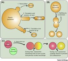Maybe you would like to learn more about one of these? Lysosome Fission Planning For An Exit Trends In Cell Biology