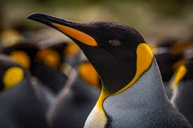 Facts, tips, and useful information about pets or animals and adorable pictures and videos that everyone loved! 2019 Bird Portrait Contest Third Place King Penguin Birdwatching