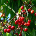 Soiurile de cires de mai sunt cele timpurii, dorite in mod special de fermieri pentru ca le ofera sansa acestora sa vina pe piata mai devreme cu fructe acest soi de cires se poate utiliza si ca polenizator. Soiuri De Cires De Mai Timpurii Denumire Gust Marime Cirese Horticultorul Ro