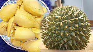 Durian juga banyak mengandung gula meski ada kandung mangan yang bisa menjaga kadar gula tetap stabil. Hati Hati Makan Durian Dengan 7 Makanan Atau Minuman Ini Efeknya Dipercaya Buruk Bagi Tubuh Tribun Pontianak