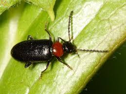 Check spelling or type a new query. Fire Colored Beetle Pedilus Lugubris North American Insects Spiders