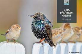 Ziua păsărilor nu semnifică doar celebrarea. 1 Aprilie Ziua InternaÈionalÄ A PÄsÄrilor Cea Mai Veche SÄrbÄtoare Din Calendarul Mediului Tion